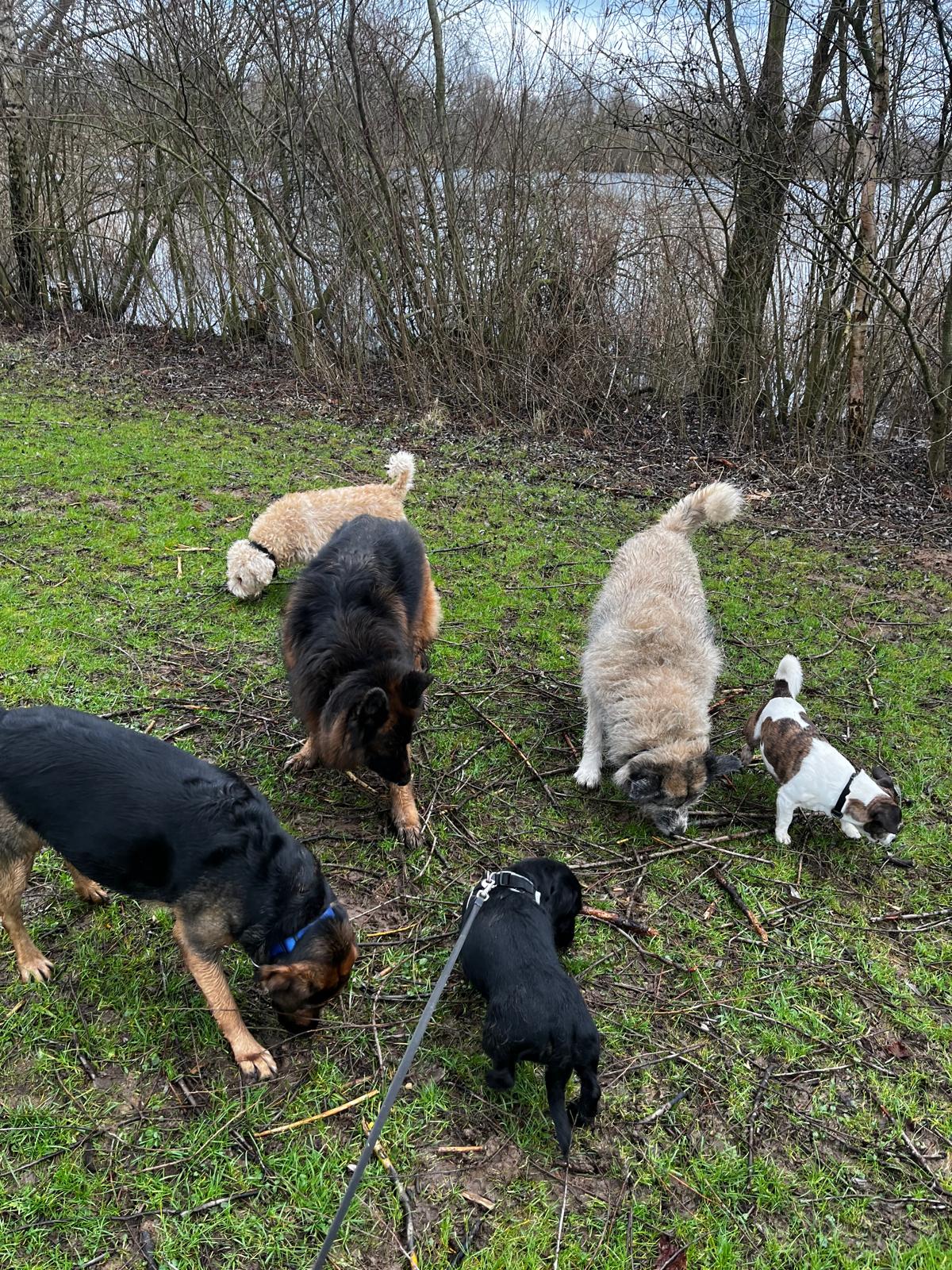 Honden tijdens een wandeling