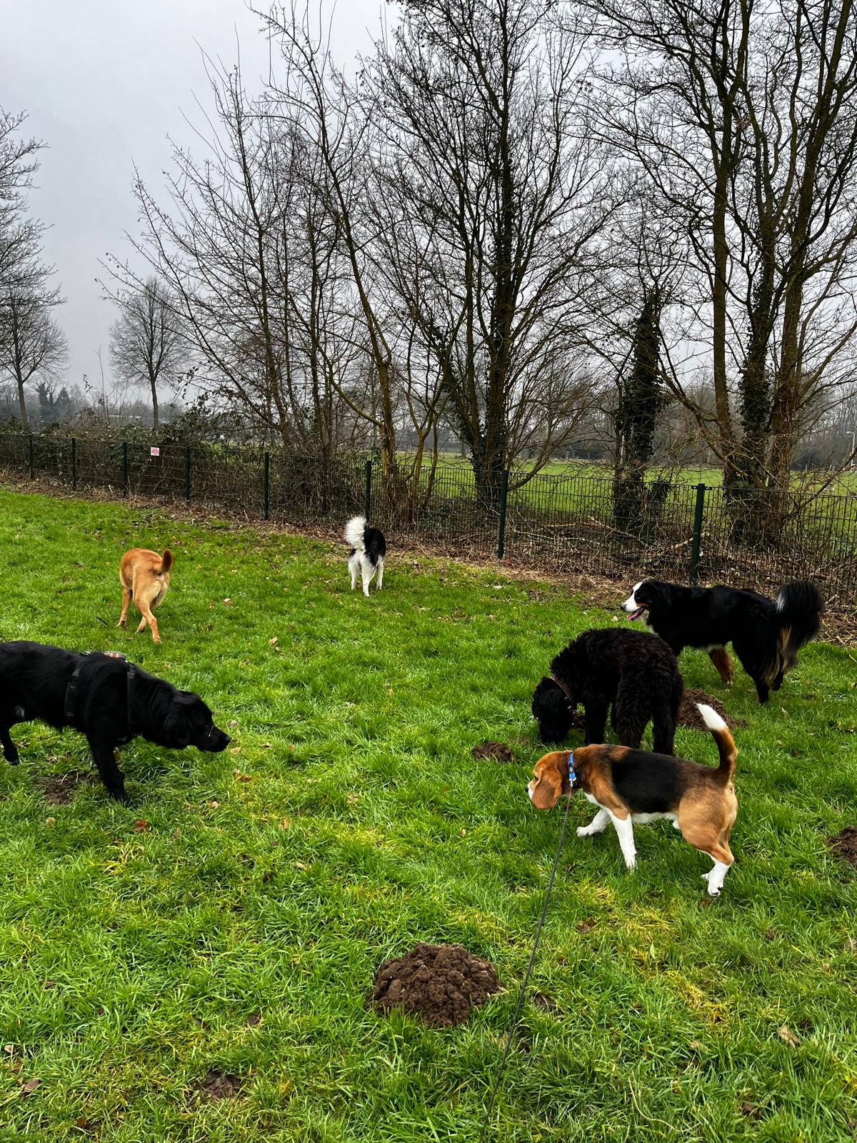 Hondenuitlaatservice Bailey wandeling