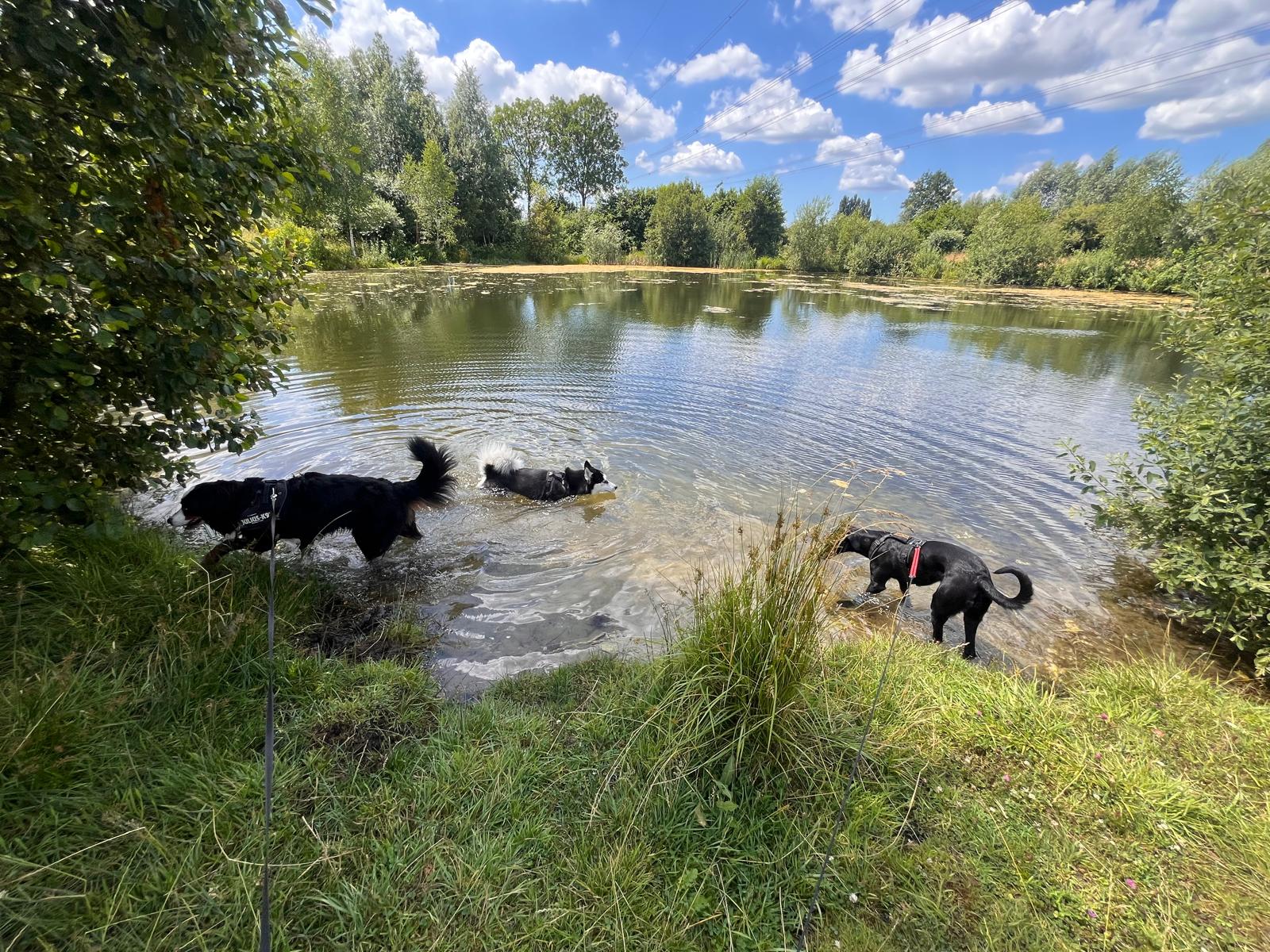 Groepswandeling met honden